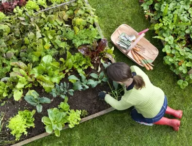 Две в едно: Кой е любимият разтвор на градинарите, който увеличава добива и премахва натрапниците в градината?