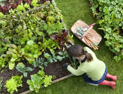 Подобрете ПОЧВАТА в градината: Успешните градинари съветват