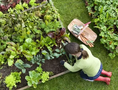 Ползи на водороден прекис за градината
