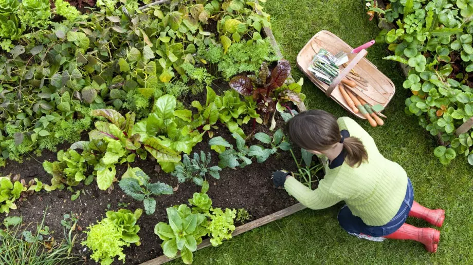 Ротация на растенията - какво да засадите след чесън и лук