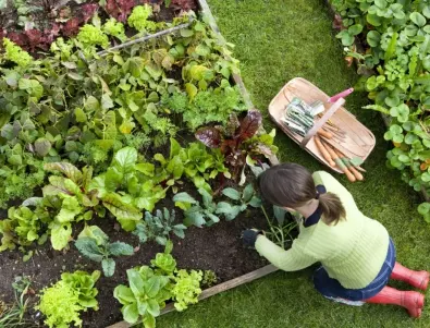 Методи за спестяване на място в зеленчуковата градина