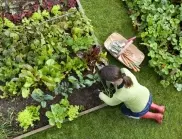 5 бързорастящи междинни култури за вашата зеленчукова градина
