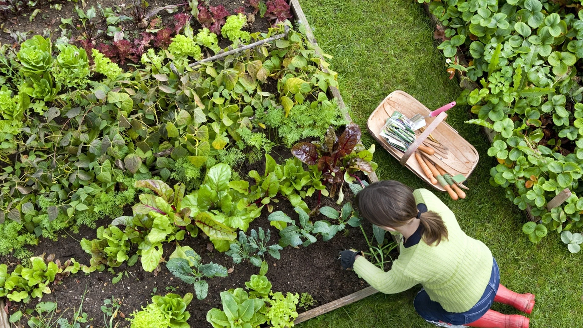 5 бързорастящи междинни култури за вашата зеленчукова градина