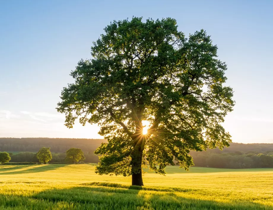 Кое е най-старото дърво в света?