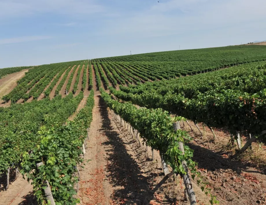 New Bloom Winery финализира най-голяма инвестиция в лозови масиви за годината