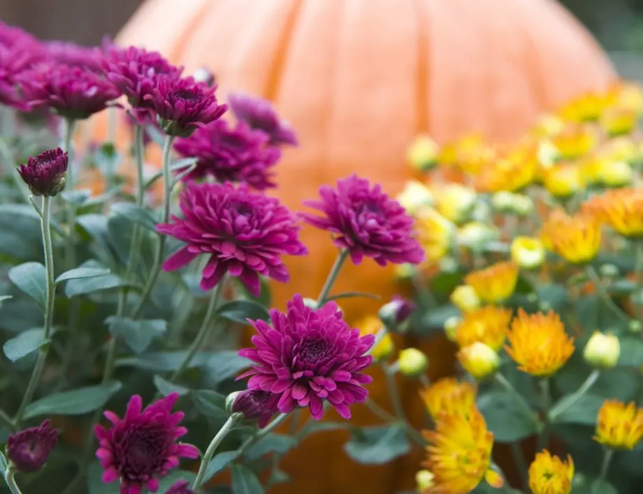 От опитните градинари: Как да се грижите за цветята през есента