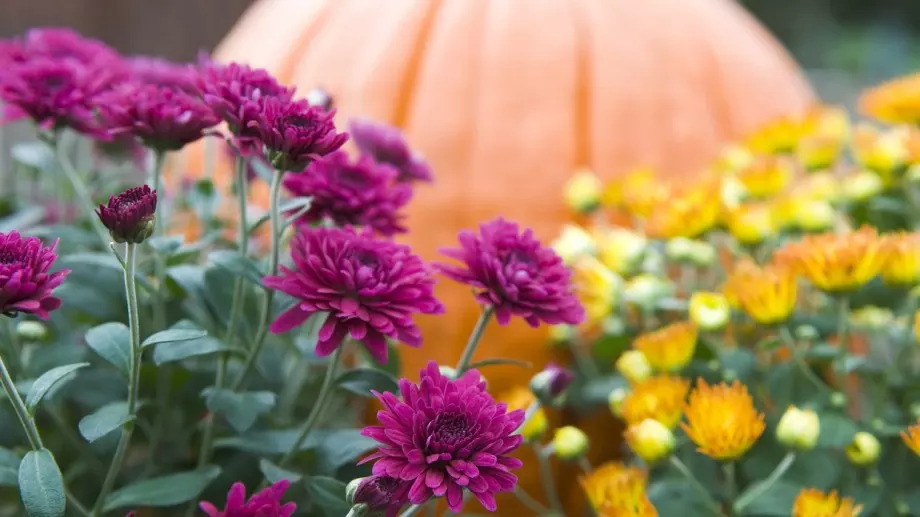 Цветята, които НЕ трябва да се подрязват през есента