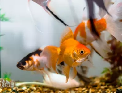 Златна рибка - домашен любимец и силен талисман за финансов късмет