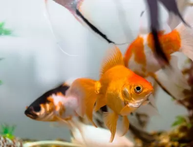Защо да имаш аквариум с рибки вкъщи е изключително полезно за сърцето и мозъка? Ето какво твърдят учените