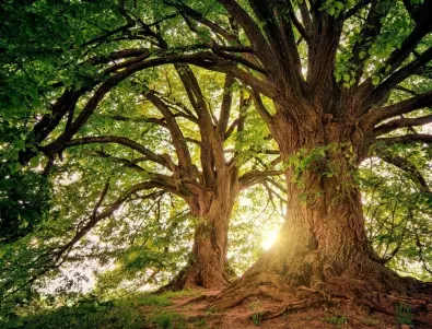 За възстановяването на увредените екосистеми или защо не можем просто да засадим 1 трилион дървета?