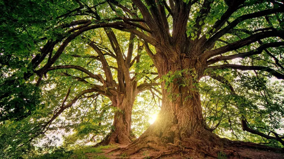 За възстановяването на увредените екосистеми или защо не можем просто да засадим 1 трилион дървета?