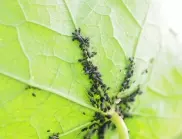 ЛЕСНИ начини да се справите с листните въшки по домашните растения