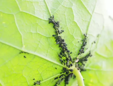 Предотвратяване и контрол на заразяване с листни въшки във вашата градина