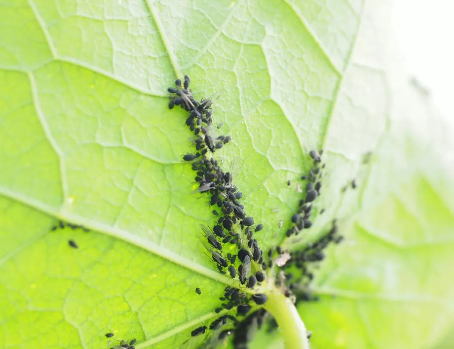 Градинар разкри най-ефективния начин да се отървем от листните въшки