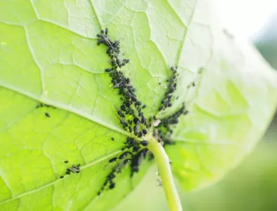 Как да защитите пипера си от листните въшки - съвети за опитни градинари