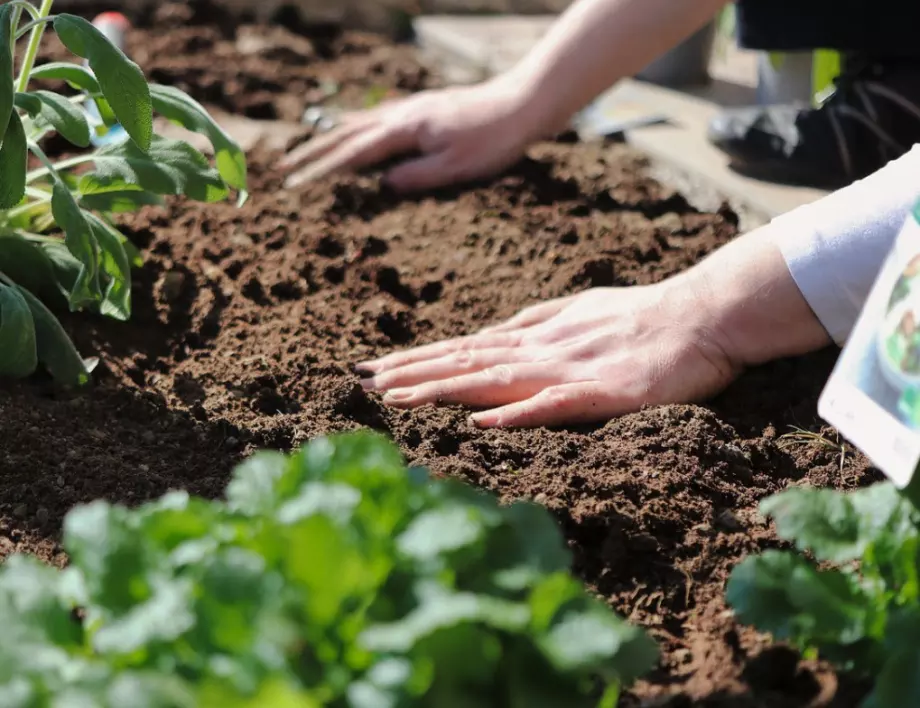 Как да създадем здрава градинска почва