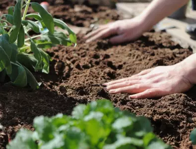 Ползи от мулчирането в зеленчуковата градина за ЧУДЕСЕН растеж