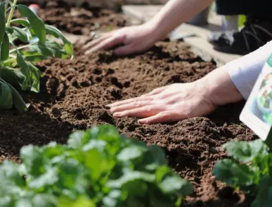 Как да постигнете гигантска реколта в градината с помощта на мая