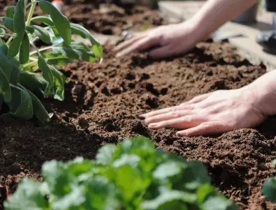 Подгответе пролетната градина от СЕГА: Засаждане на луковици през есента