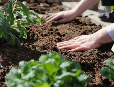 Вредители в градината - как да ги изгоним без химикали
