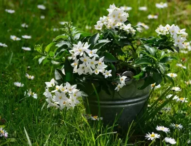6 цветя, които ще парфюмират дома ви