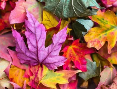 Как да си направим тор от есенните листа 