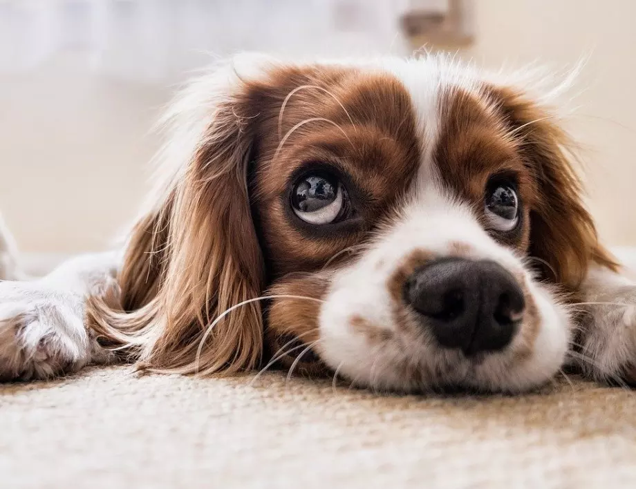 Кучета за апартаменти – кои породи са най-подходящи ?