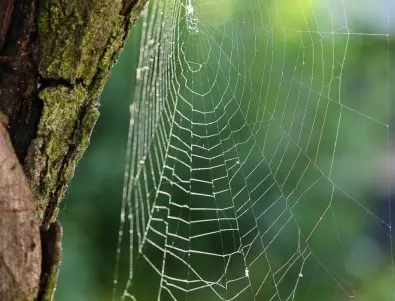 Как да държим паяците и другите гадинки далеч от дома?