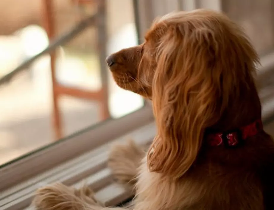 Защо кучетата имат навика да се взират през прозореца 