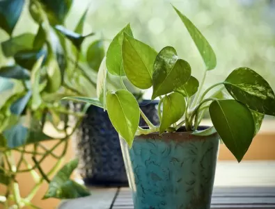 Растенията в дома ви, които ще привлекат много пари и късмет
