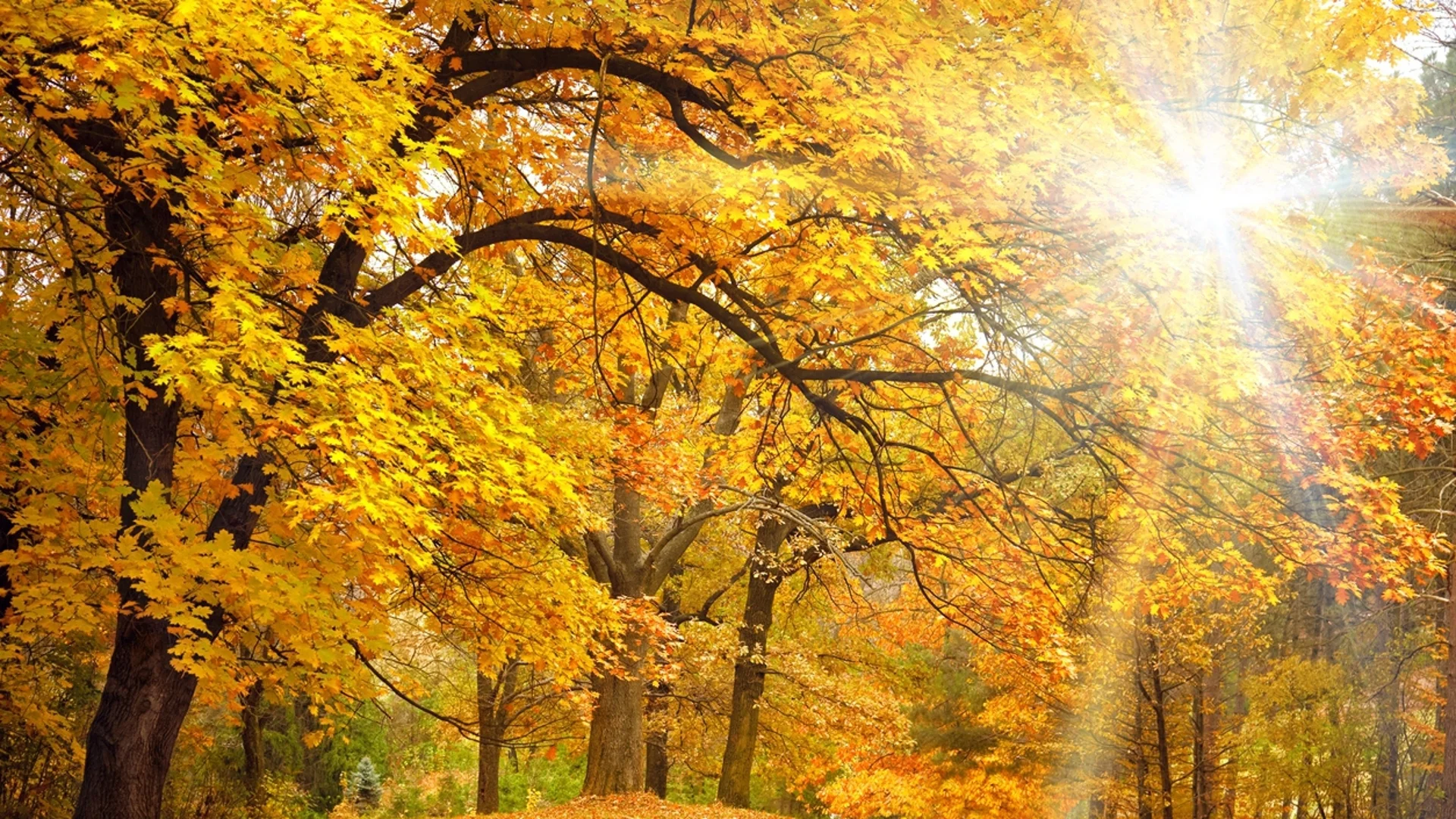 Прогноза за времето - 16 ноември 2023 г. (четвъртък)