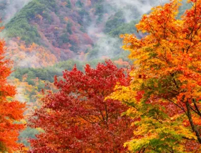 Защо листата променят цвета си през есента?