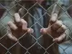Навръх Великден: Мъж беше намерен закован за ограда с пирони през ръцете в Северна Ирландия