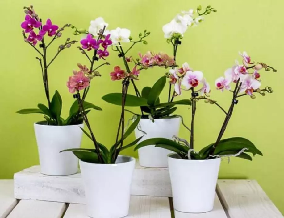 Орхидеята ви може да цъфти с месеци ако правите ТОВА