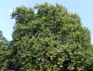 Пет вековни дървета са обявени за защитени 