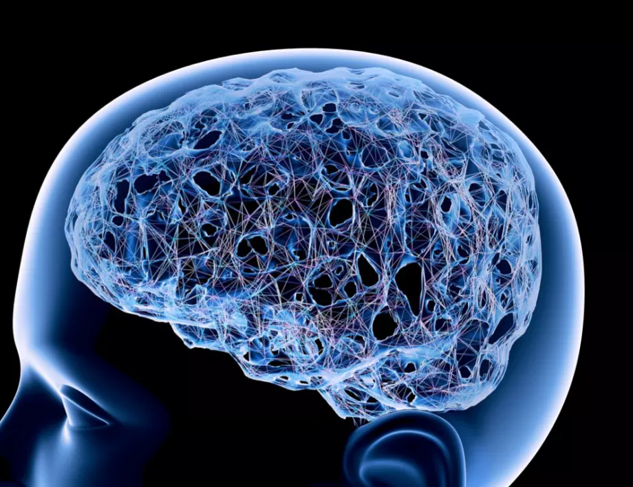 8 разлики между женския и мъжкия мозък