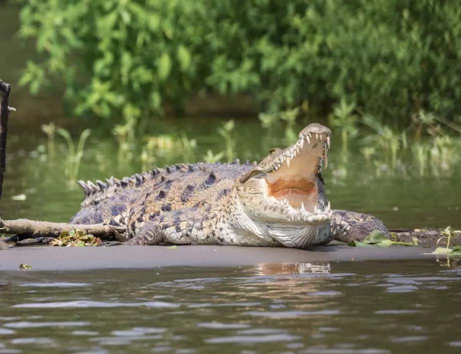 Двама мъже оцеляха два дни на речен остров сред крокодили