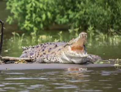Крокодилите се оказаха способни на 