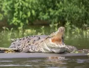 Фермер ухапа крокодил в Австралия, за да се спаси