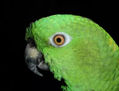Защо птиците в Амазонка се смаляват в последните години?