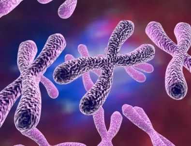 Разкриха многогодишната загадка на потиснатата женска Х-хромозома
