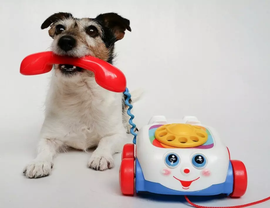 Телефон за кучета разработиха във Великобритания