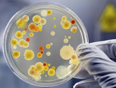 8 интересни факта за бактериите