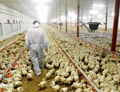 На пазара няма яйца от фермата в Дебелец с птичи грип