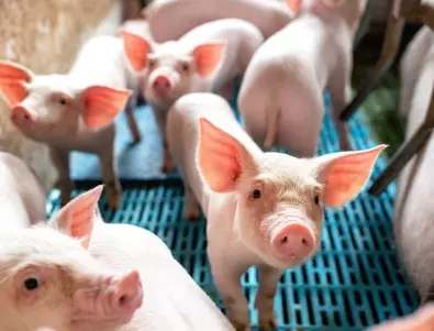 Какво месо ядем: Испанска свинеферма направо втрещи целия свят