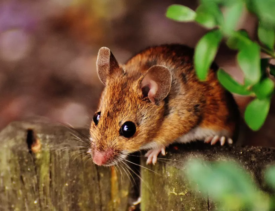 Как да защитим посевите и вещите от нашествието на мишки през зимата?