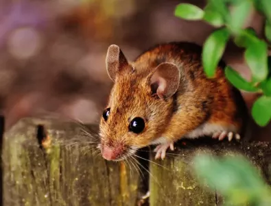 Коя е главната причина да имаме мишки в дома си и как да ги прогоним?