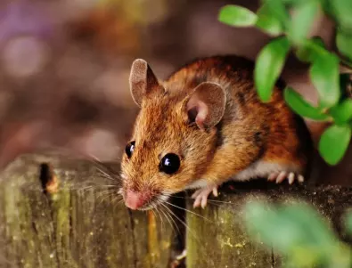 От каква миризма бягат мишките?