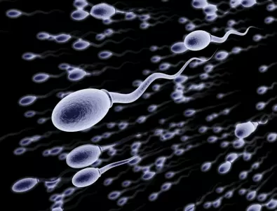 Необичайна еластичност помага на сперматозоидите да заобикалят третия закон на Нютон