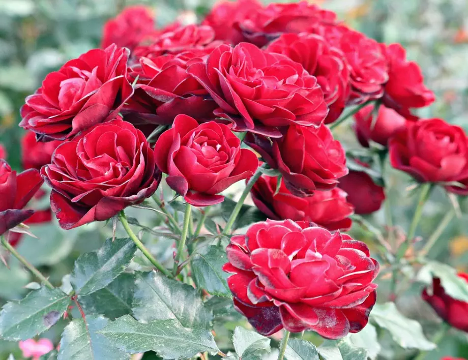 Тънкостите в грижата за розите през пролетта, които гарантират пищен цъфтеж